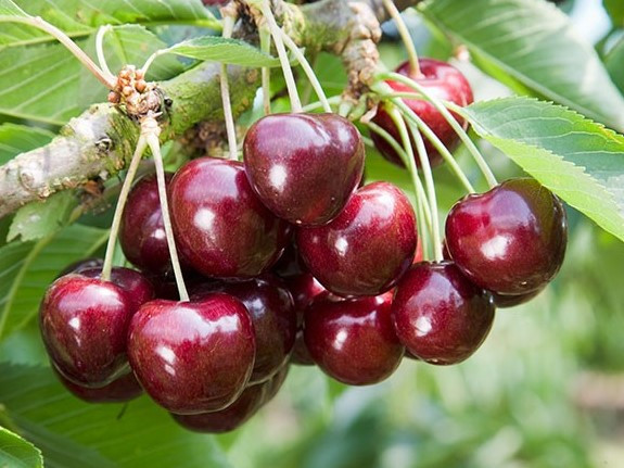 цветы пионов